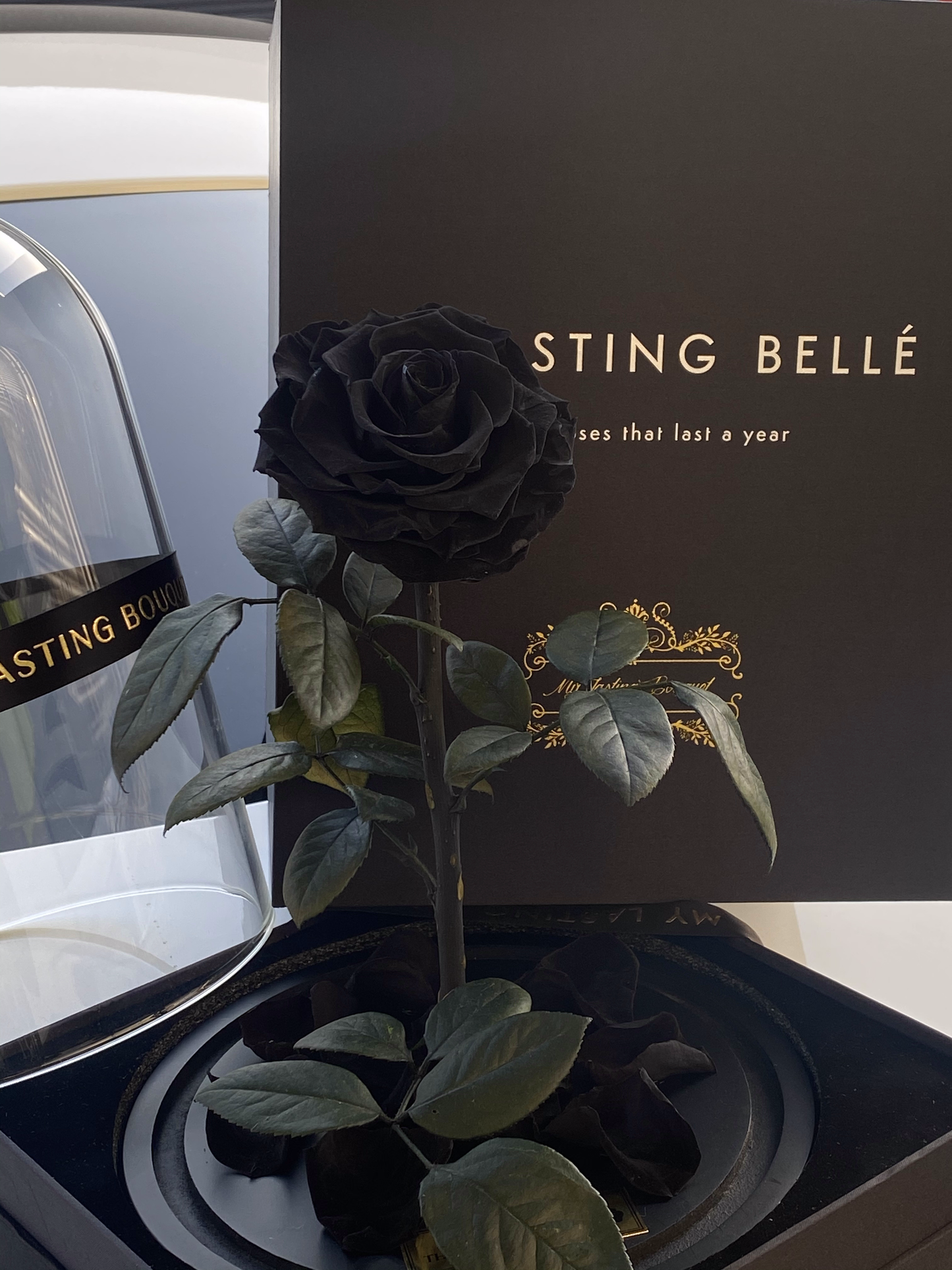 Black Lasting Belle