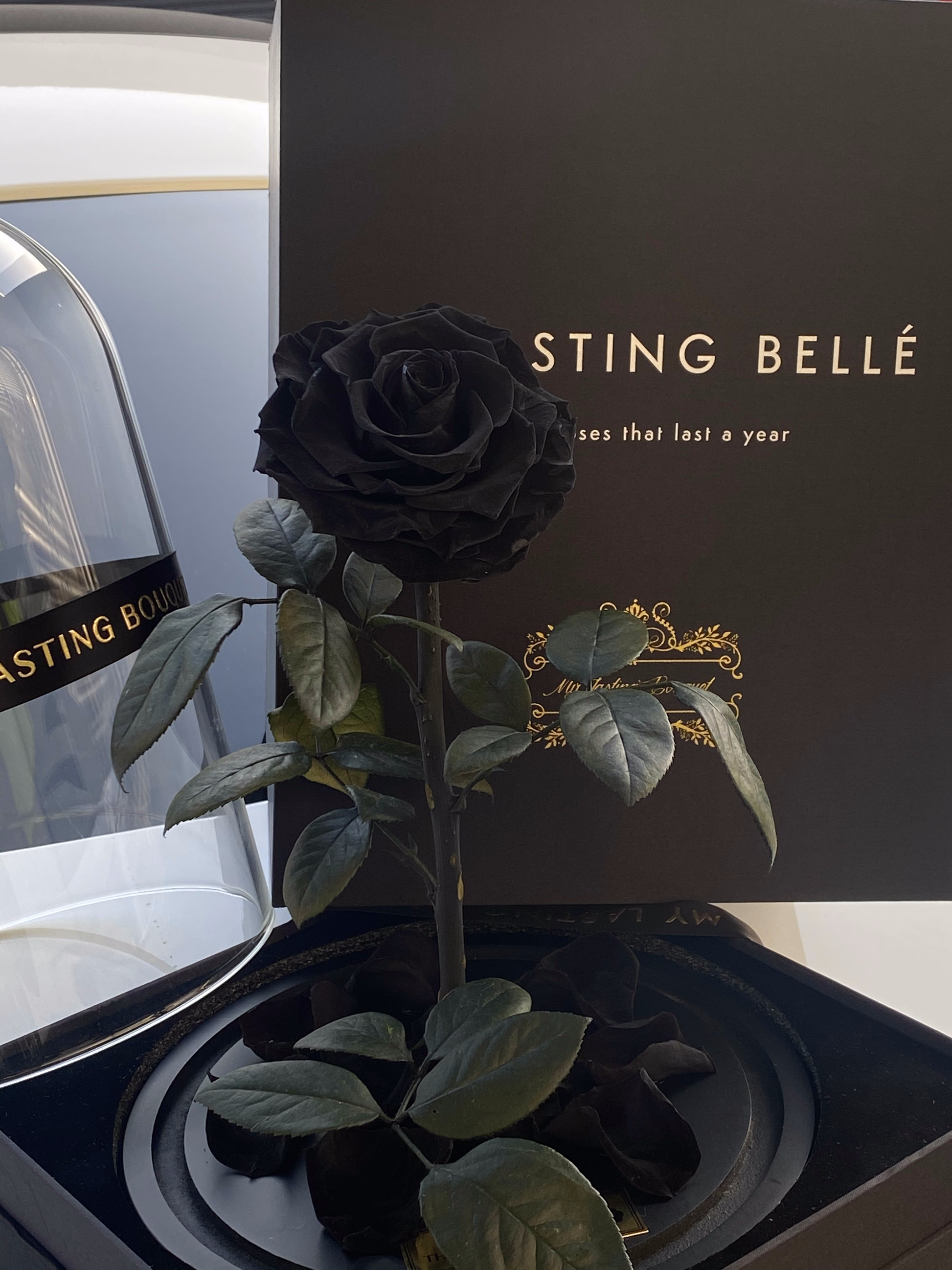 Black Lasting Belle